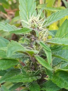 IMG_20180827_190903.jpg