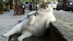 best-funny-animal-videos-compilation-2-2013-2014.jpg