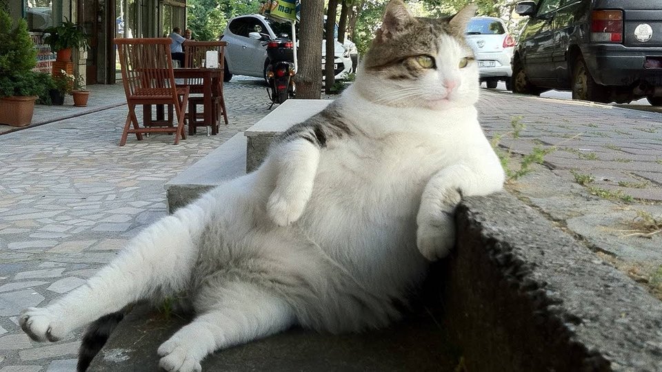 best-funny-animal-videos-compilation-2-2013-2014.jpg - Iglesjas