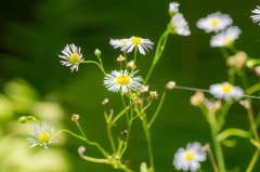 Sielanka