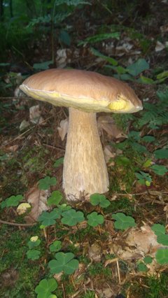 IMG_20180914_101759.jpg