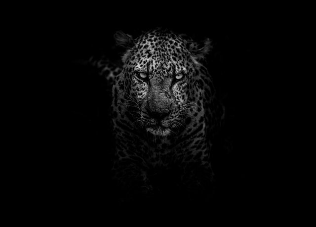 leopard84