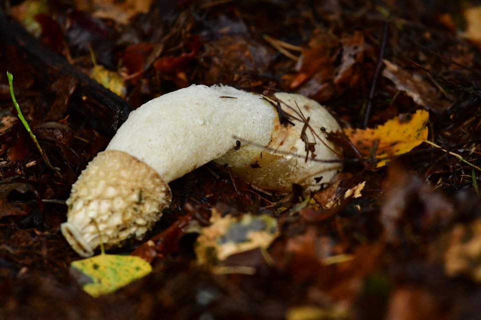 DSC_1248.JPG - Wulpes