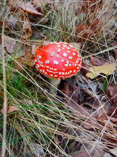 DSCN7646.JPG