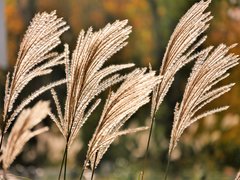 _1060254a.jpg