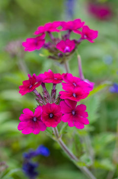 Purpura