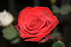 IMG_0358.jpg