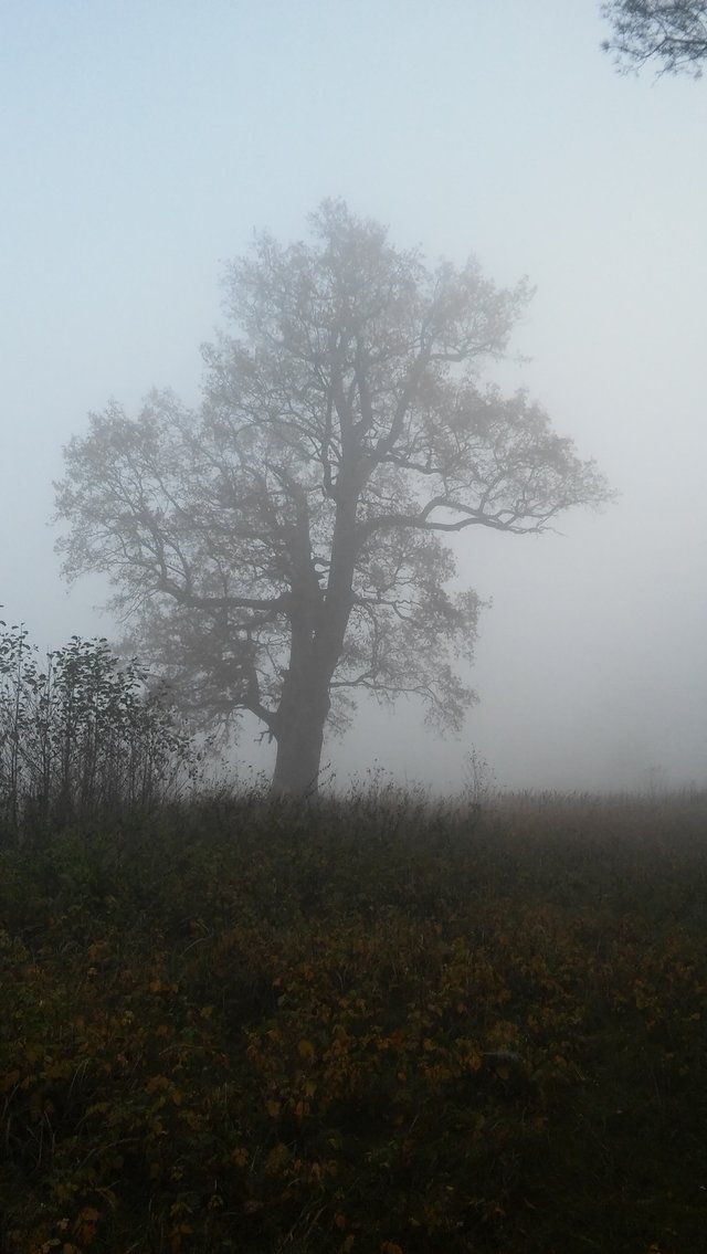kubaluna