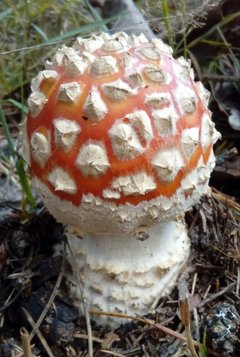 20170913_135203-1.jpg