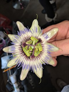 IMG_20180808_183038.jpg
