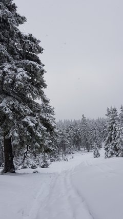 20181230_100453.jpg