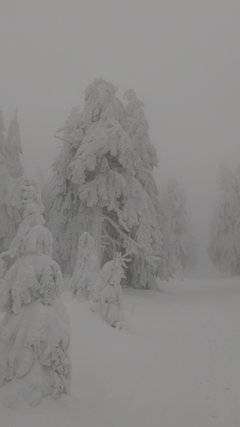 IMG_20190128_135602.jpg