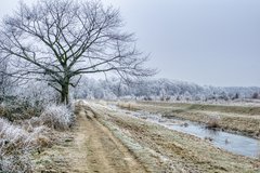 siwo i biało