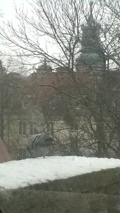 ... i rzucił