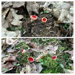20190220_171136-COLLAGE.jpg