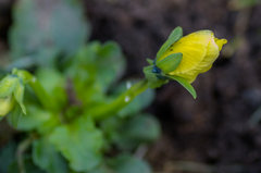Powoli rusza temat "WIOSNA"