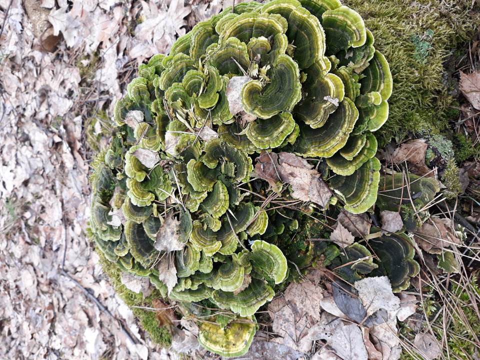 20190227_110626.jpg - Floria333