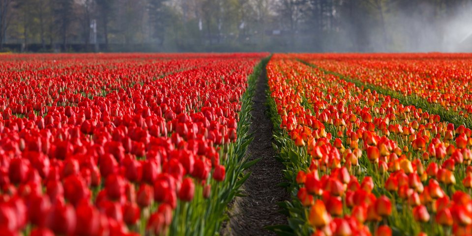 tulips-21690_1920.jpg - jareckii