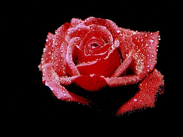 ROSE1.jpg - A7REPPU