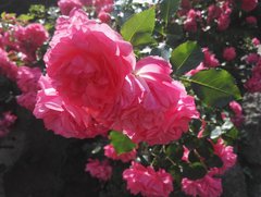 IMG_20180616_144709.jpg