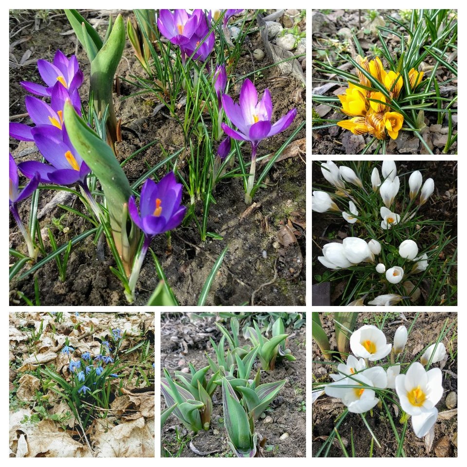 20190310_205828-COLLAGE.jpg - Olek_51