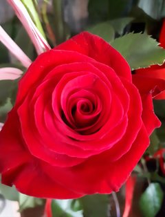 🌹🌹🌹