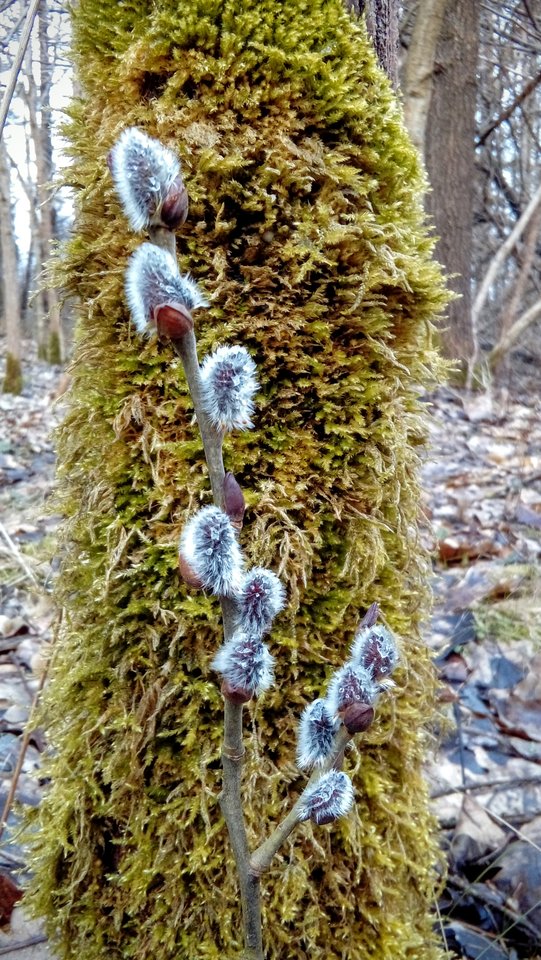 20190317_161722~2.jpg - 1radosnaparka