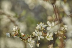 wiosna człapie i za monet zapachnie