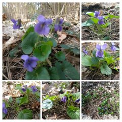20190324_171553-COLLAGE.jpg