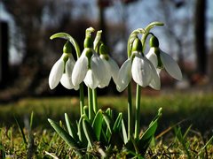 przebisniegi_34021299181491[1].jpg