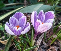 IMG_20190326_080620.jpg