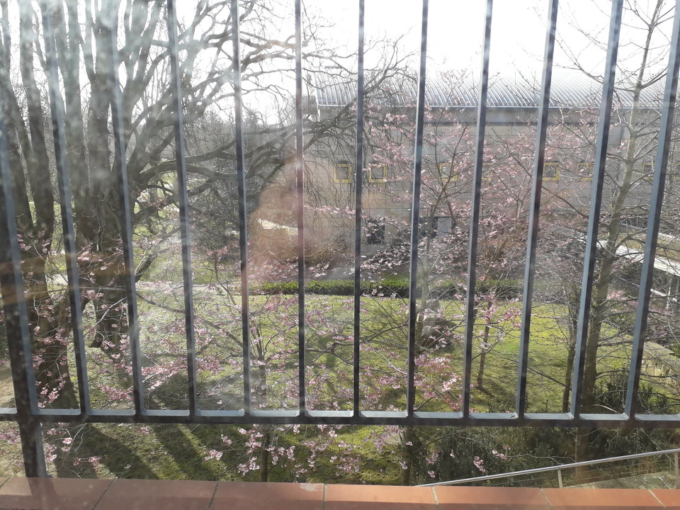 20190330_100752.jpg - Jajola1