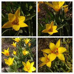 20190331_053406-COLLAGE.jpg