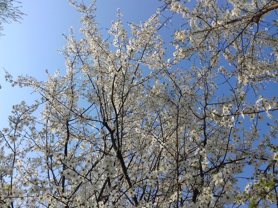 20190406_095229.jpg - torii99