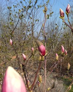 IMG_20190407_193619.jpg