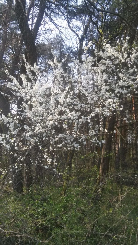 IMG-20190407-WA0000.jpg - wredota1987