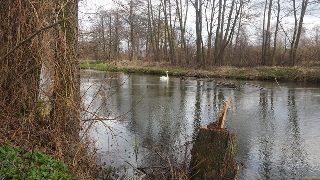 MagleLech