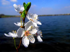 Nad jeziorem 