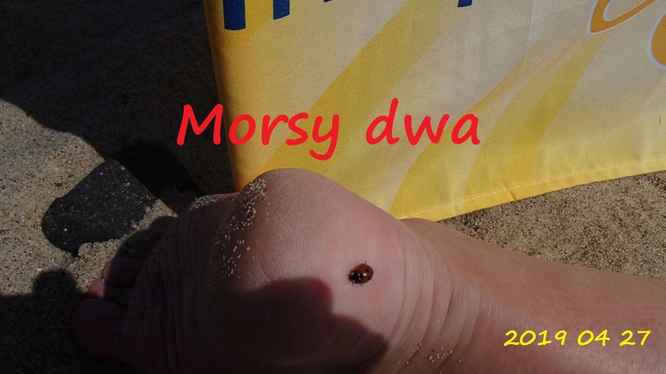 Plaża biedronki. - Morsy_dwa
