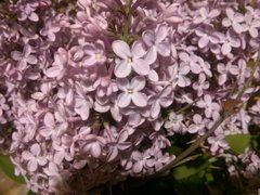 IMG_20190502_204419.jpg