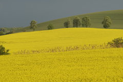 kwitną kasztany