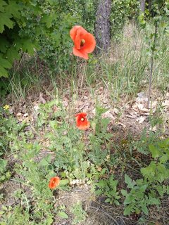 IMG_20190514_130605998.jpg