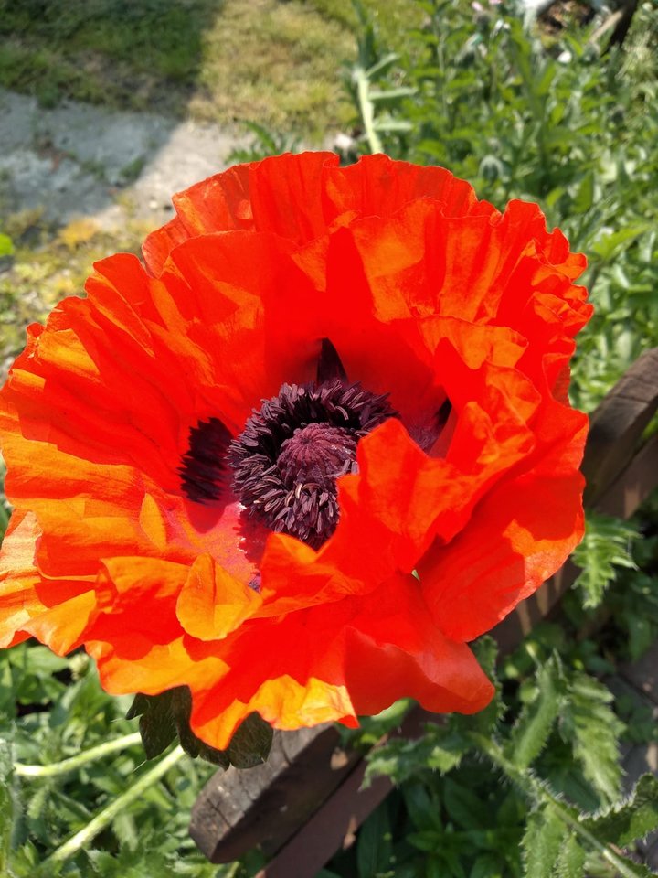 IMG-20190526-WA0001.jpg - Pogodny2019