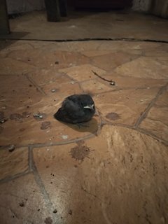 IMG_20190617_091752.jpg