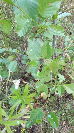 Resized_20190620_144453_6031.jpg