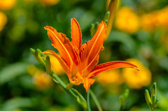Lilijka