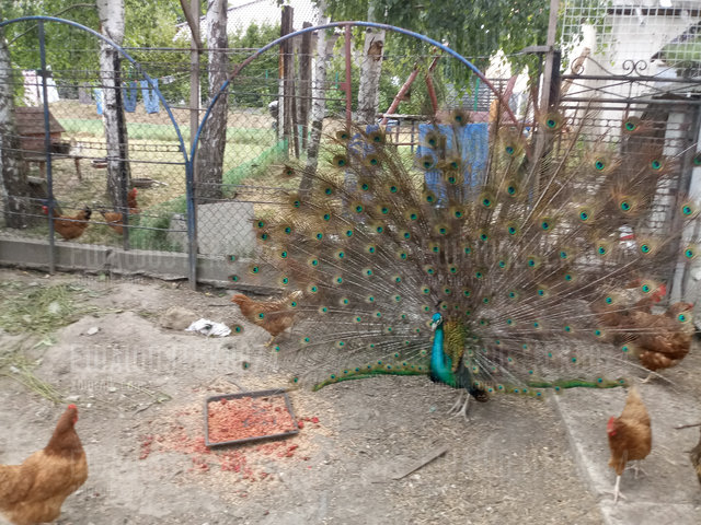 ewawojtek8074
