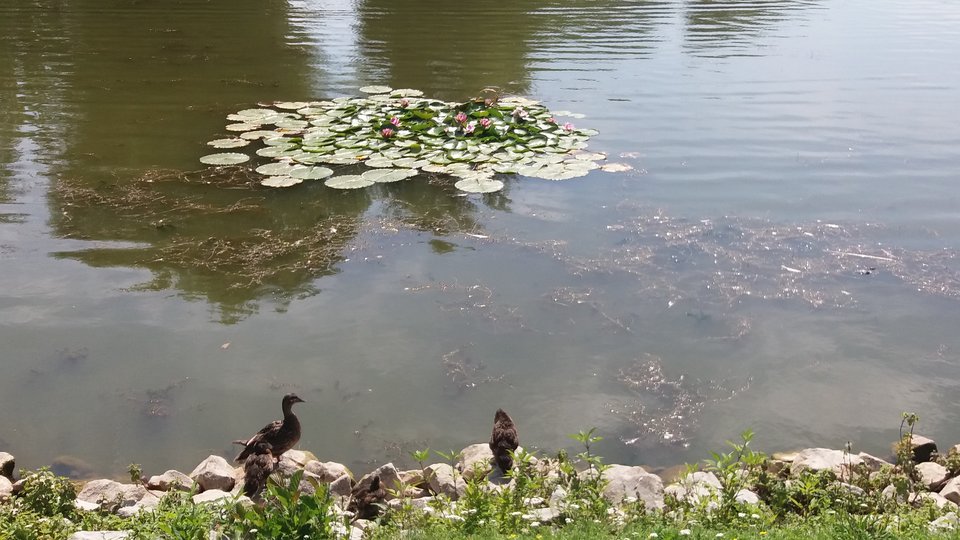 20190725_142039.jpg - zgranapaarka