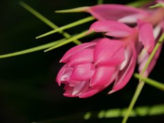 P1080226a.jpg