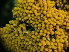 P1080297a.jpg